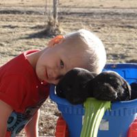 Kid Friendly Nebraska Labrador Retriever Puppies for sale in Nebraska