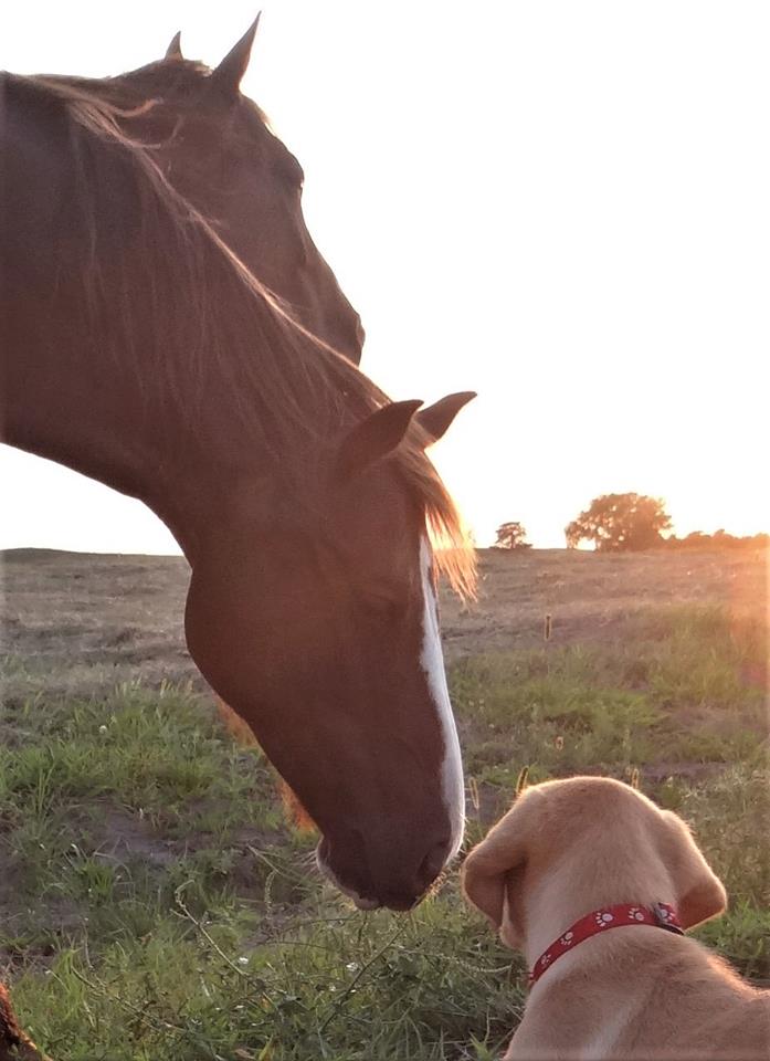 Nebraska Labrador Retriever Puppies for sale in Nebraska Ranch Raised