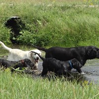 Nebraska Lab Puppies for sale in Nebraska Labrador Retriever River Water Hunting