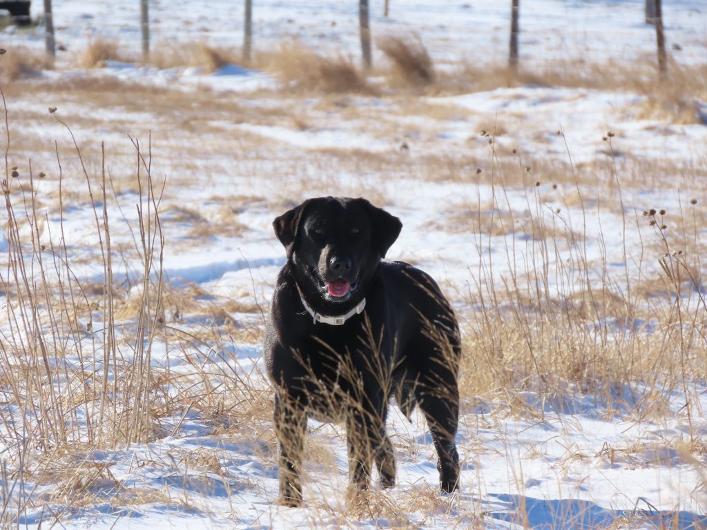 AKC Labrador Retriever Summer a dam for Rossenbach Ranch Labs