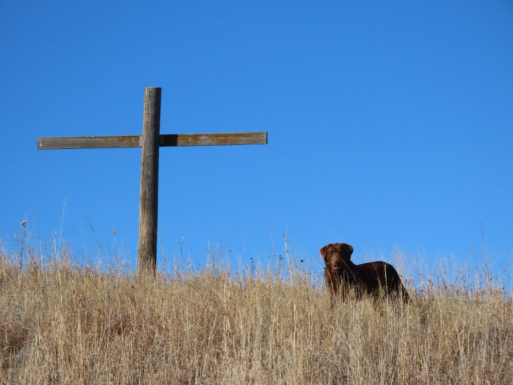 Sage an AKC registered Labrador Retriever